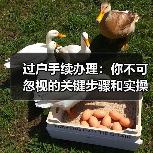 过户手续办理：你不可忽视的关键步骤和实操指南（图1）